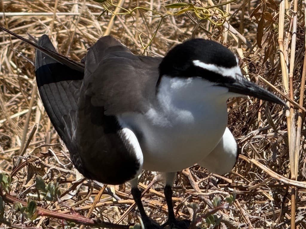 Bridled Tern