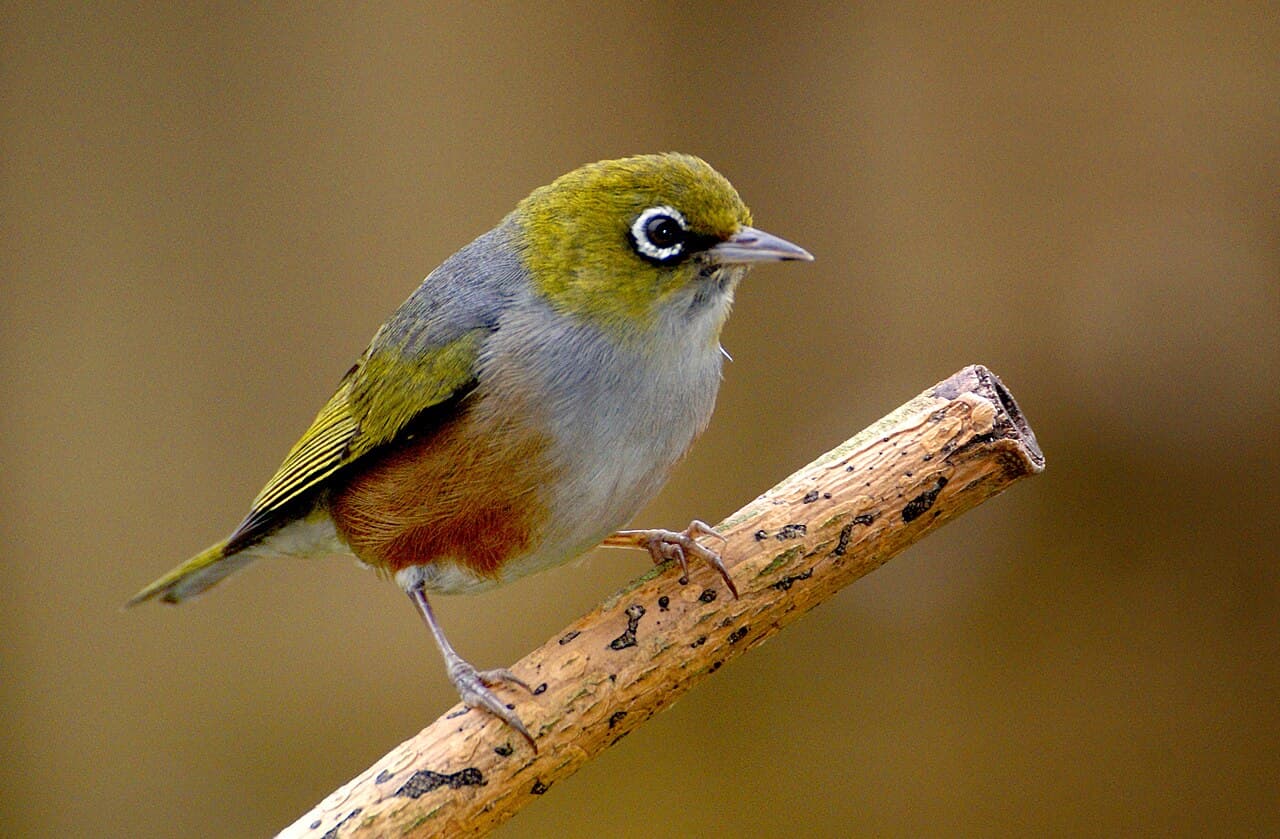 Silvereye
