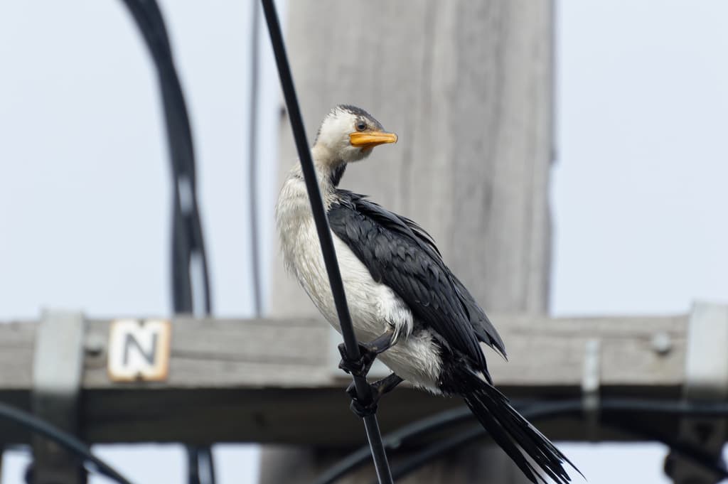 Little Pied Cormorant