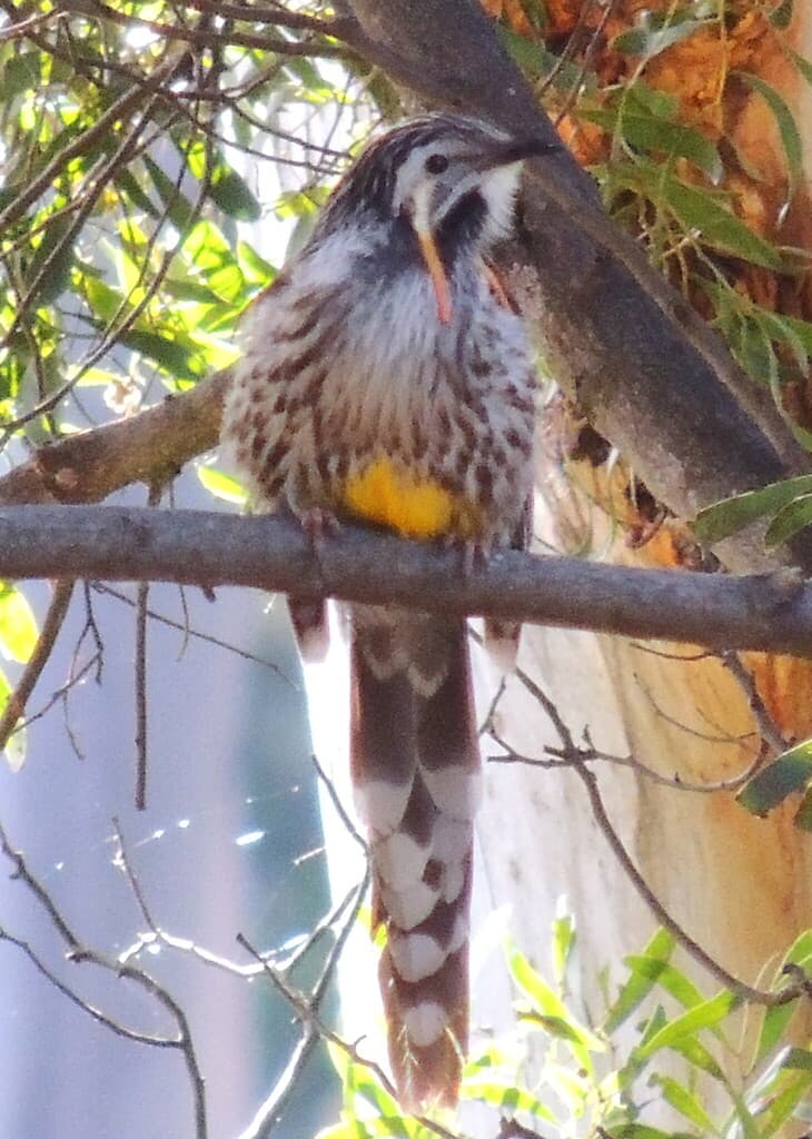 Yellow Wattlebird