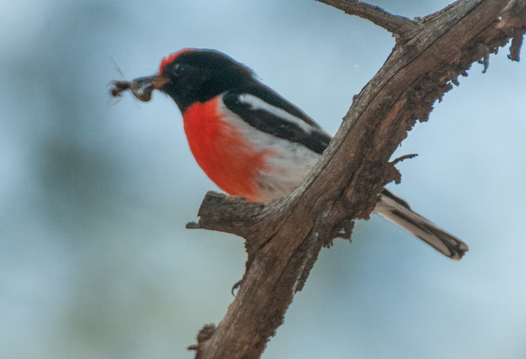 Red-capped Robin