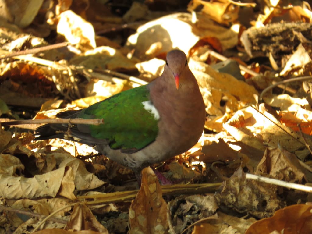 Common Emerald Dove