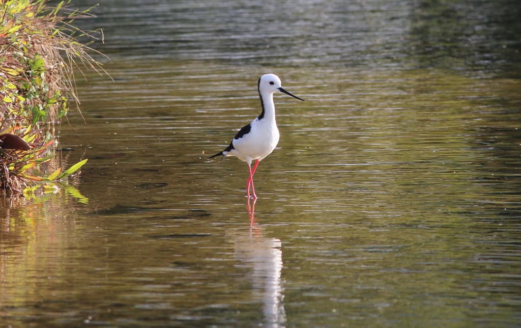 Black-winged Stilt
