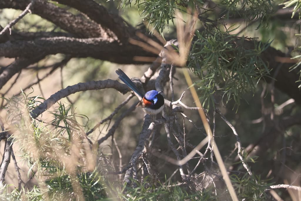 Purple-backed Fairywren