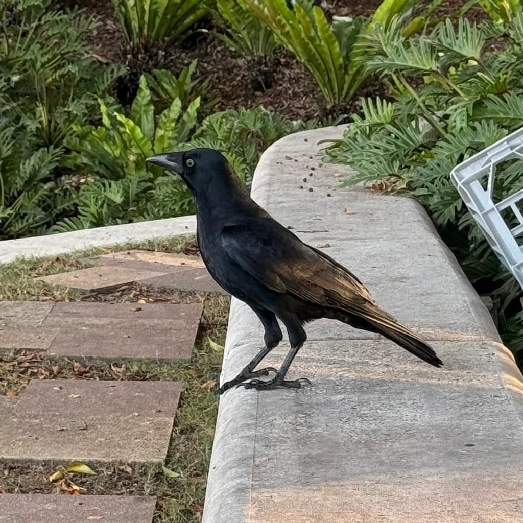 Torresian Crow