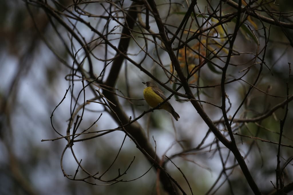 White-throated Gerygone