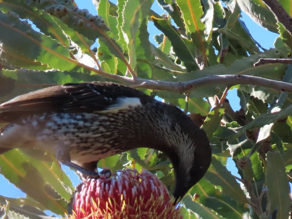 Western Wattlebird