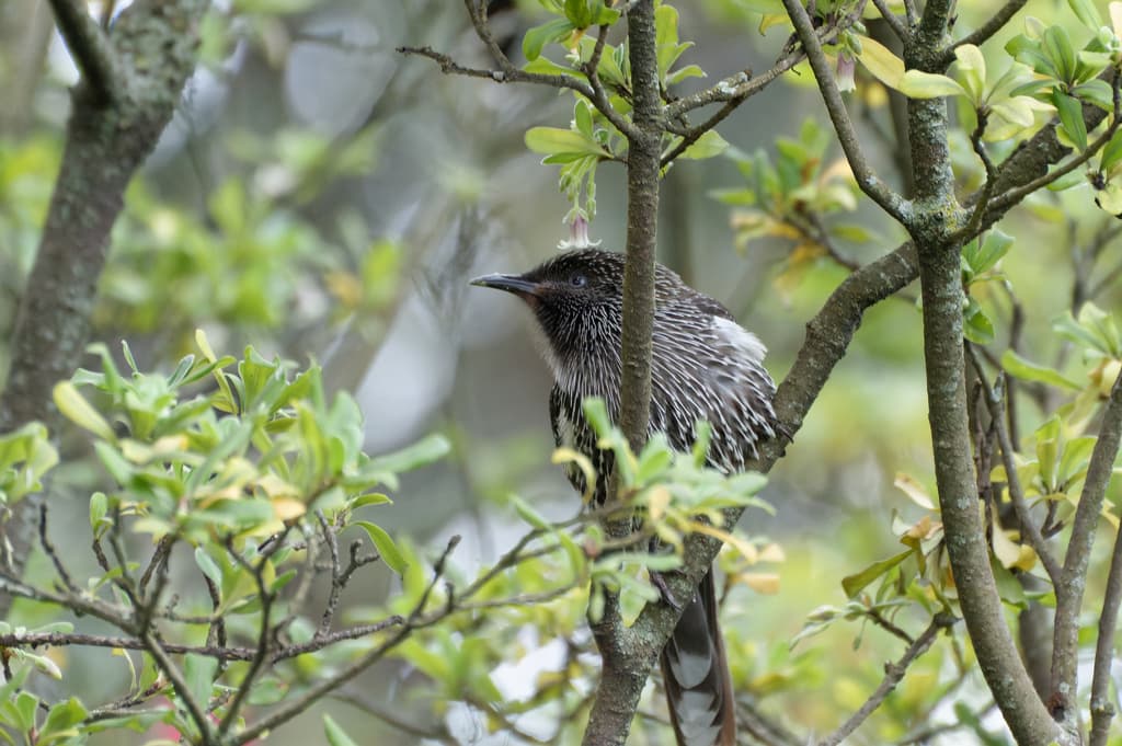Little Wattlebird