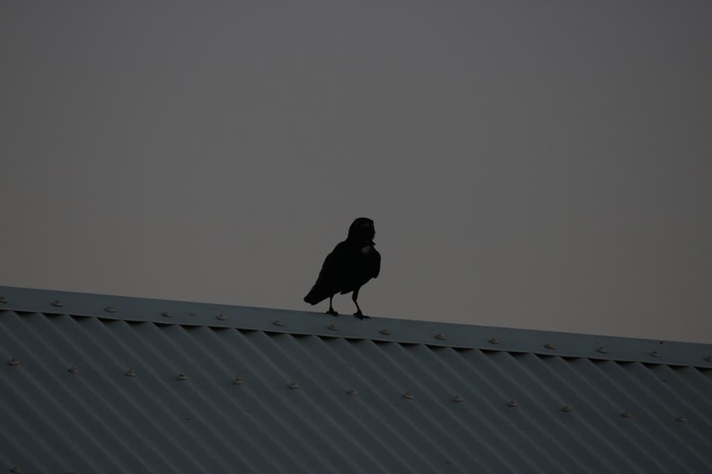 Little Crow