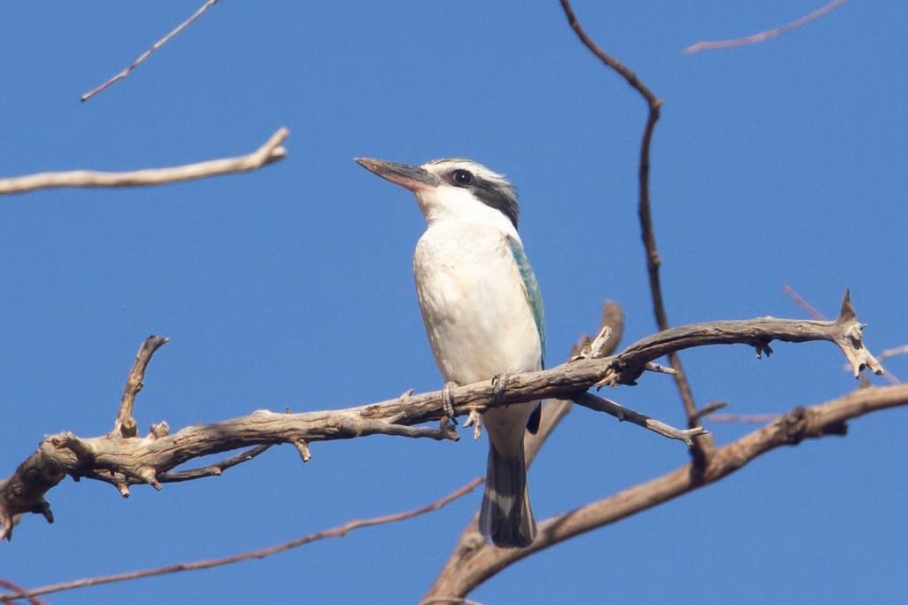Red-backed Kingfisher