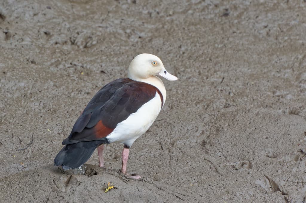 Radjah Shelduck