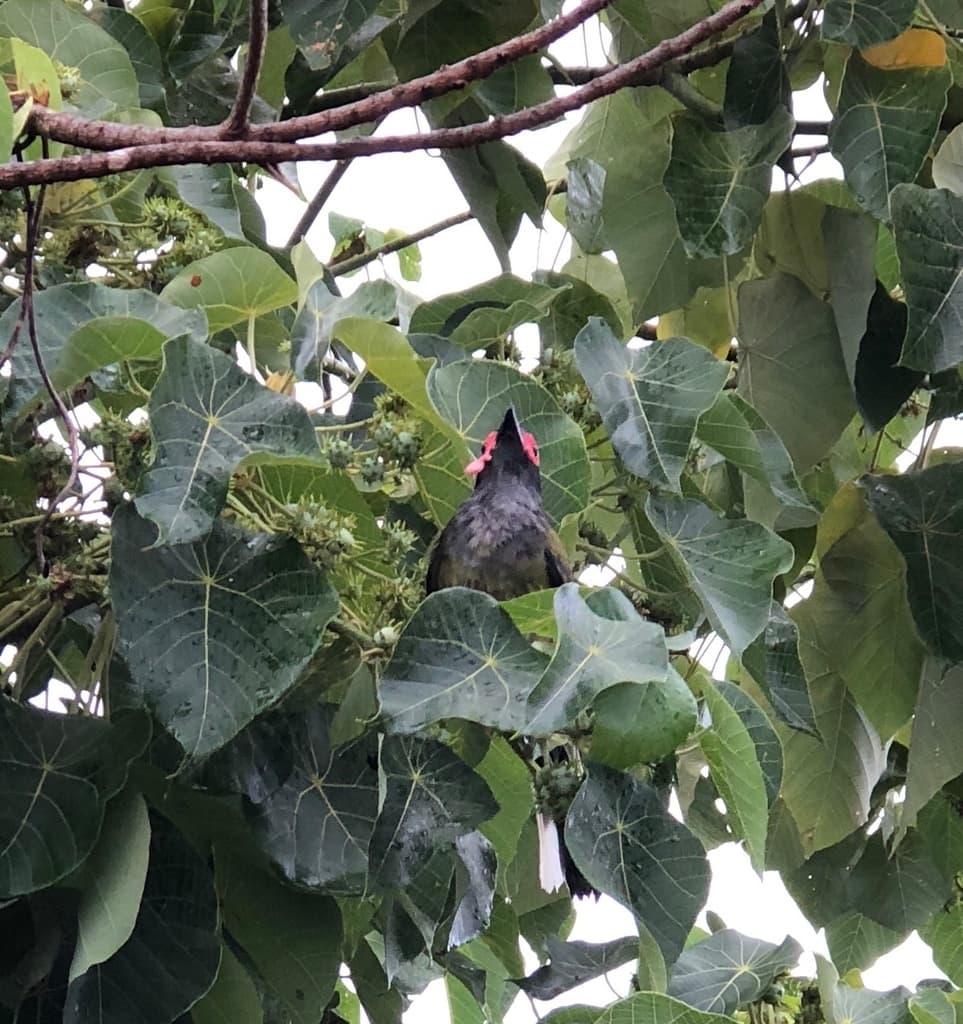 Australasian Figbird