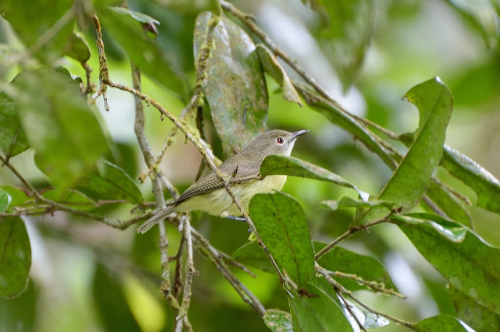 Fairy Gerygone