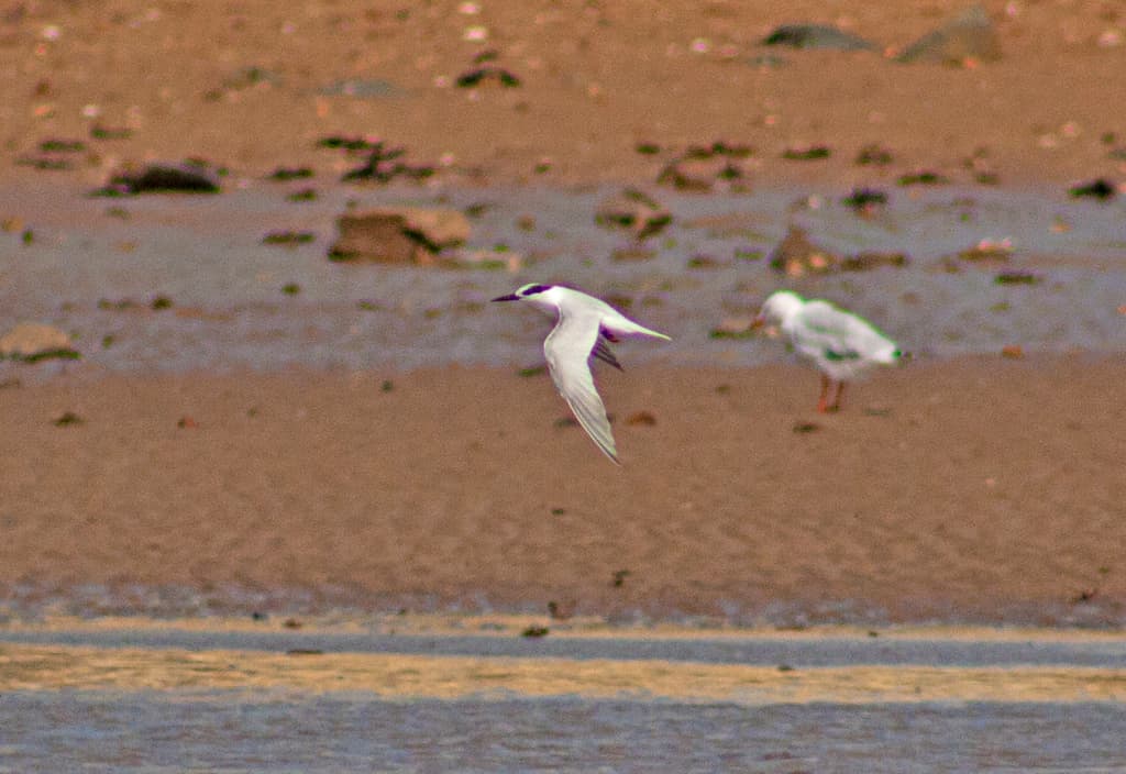 Little Tern