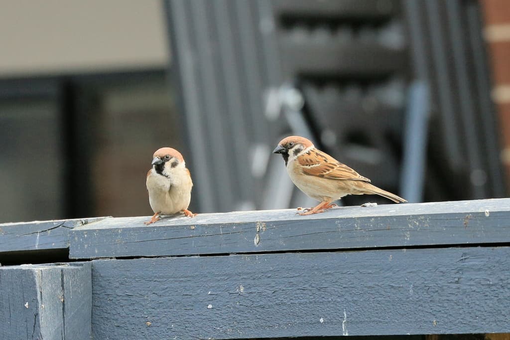 Eurasian Tree Sparrow