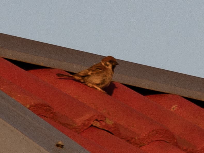 Eurasian Tree Sparrow