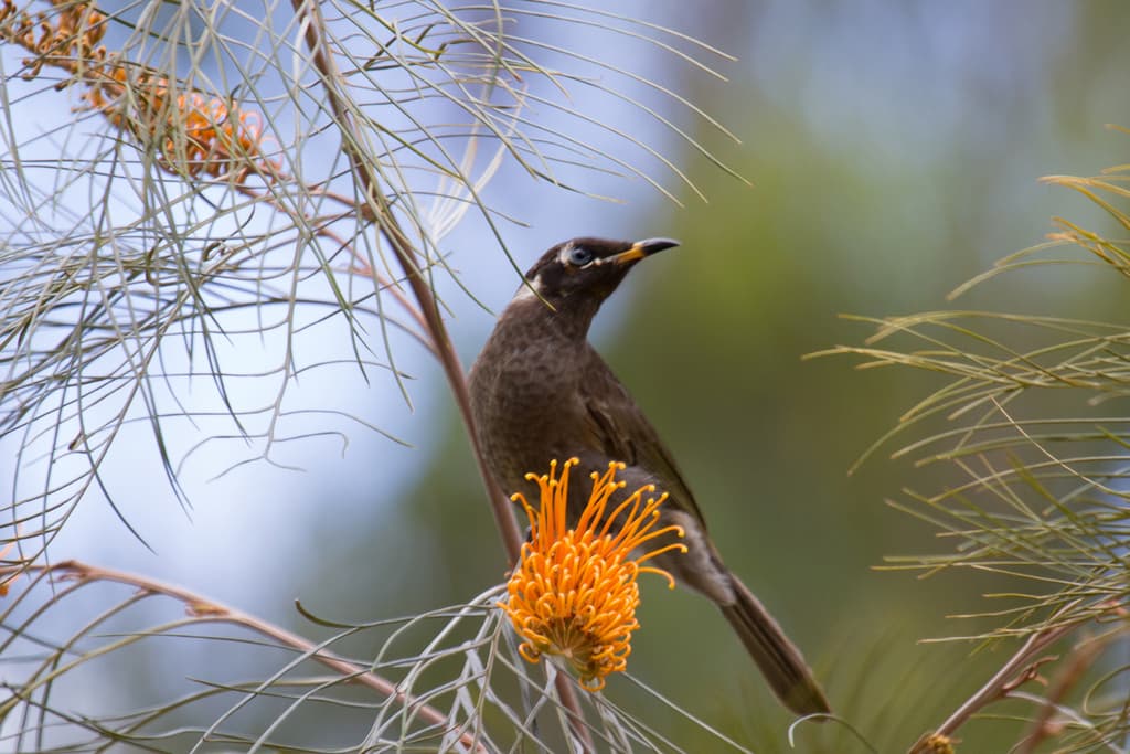 Bridled Honeyeater