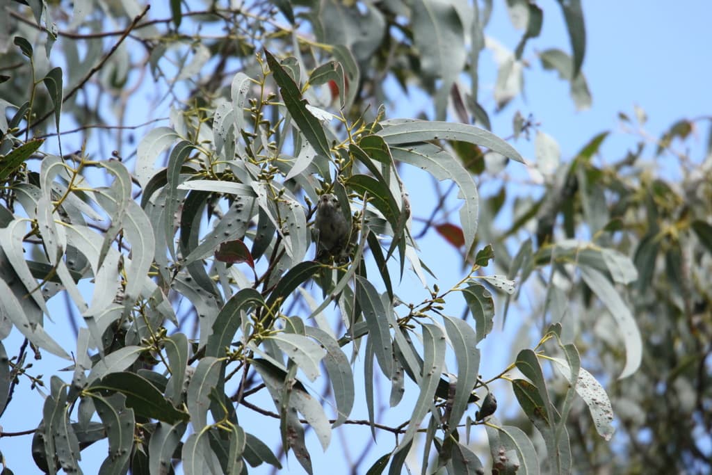 Forty-spotted Pardalote