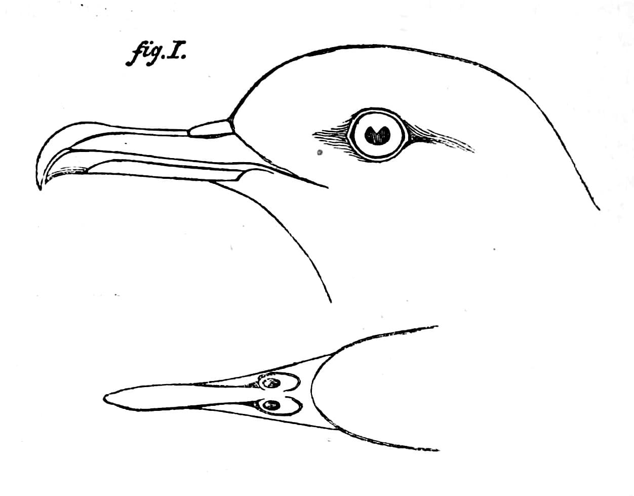 Newell's Shearwater