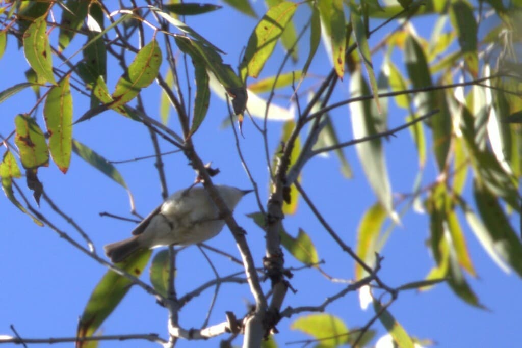 White-throated Honeyeater