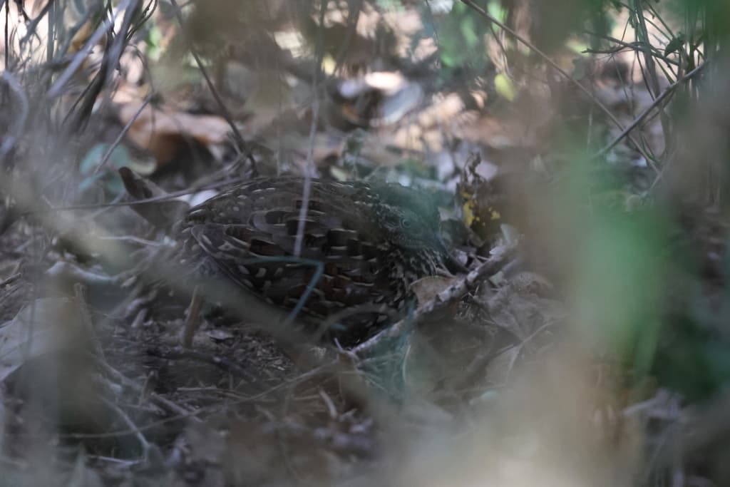 Black-breasted Buttonquail