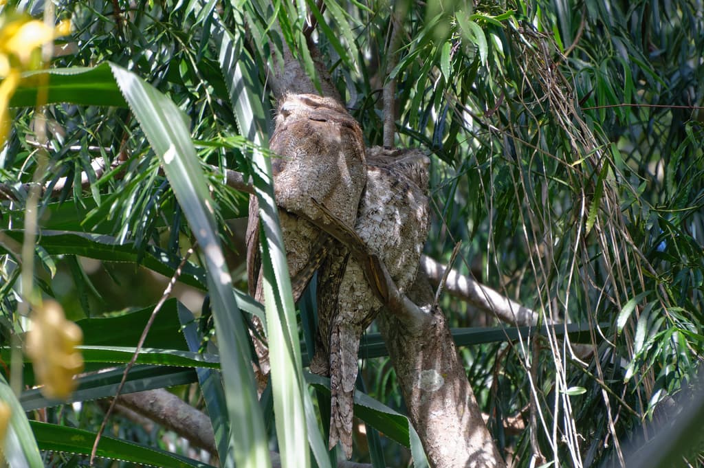 Papuan Frogmouth
