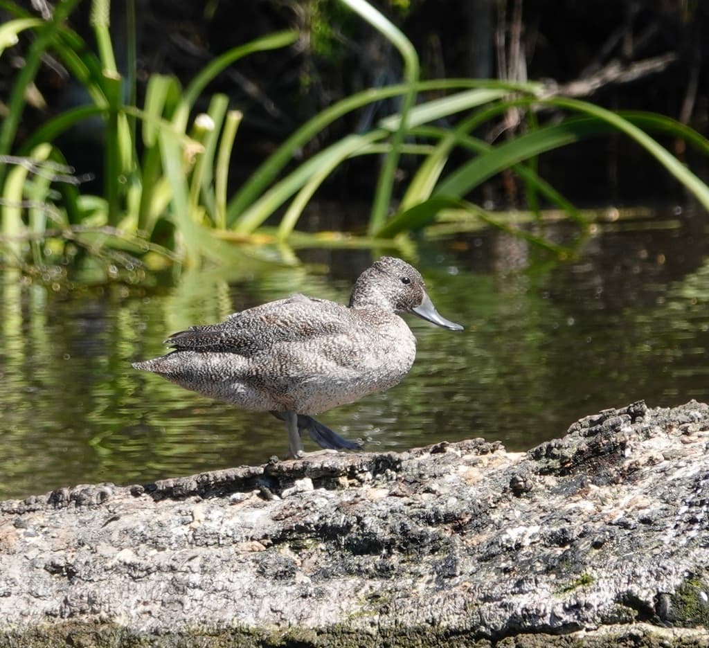 Freckled Duck