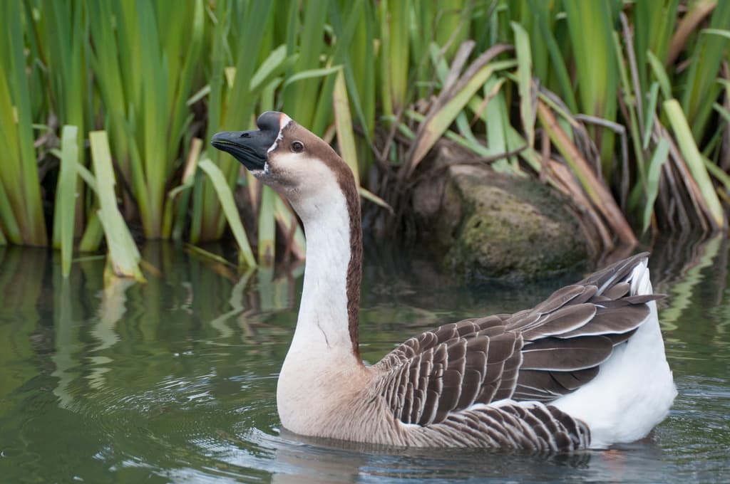 Greylag Goose