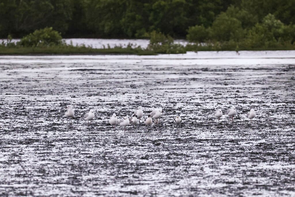 Franklin's Gull