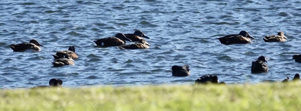 Australasian Shoveler