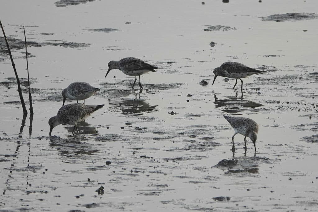 Great Knot