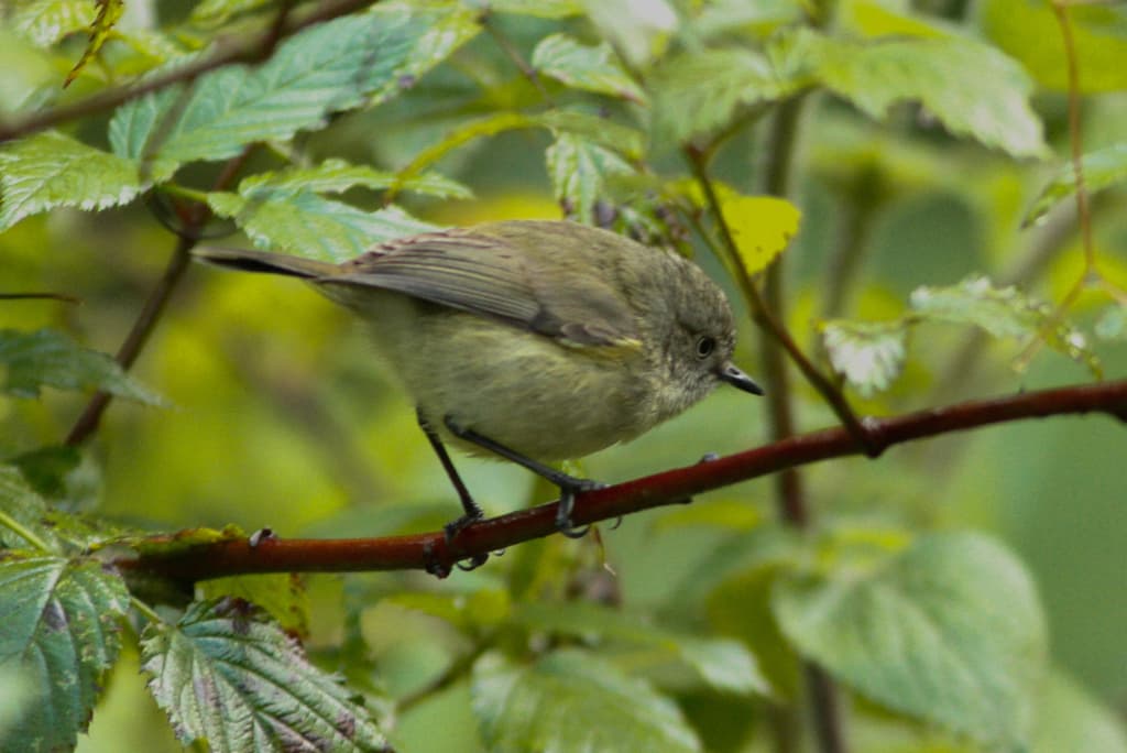 Mountain Thornbill