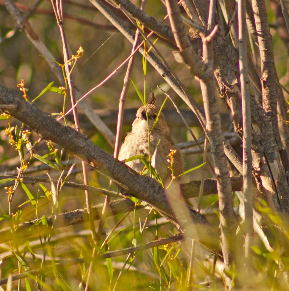 Chirruping Wedgebill