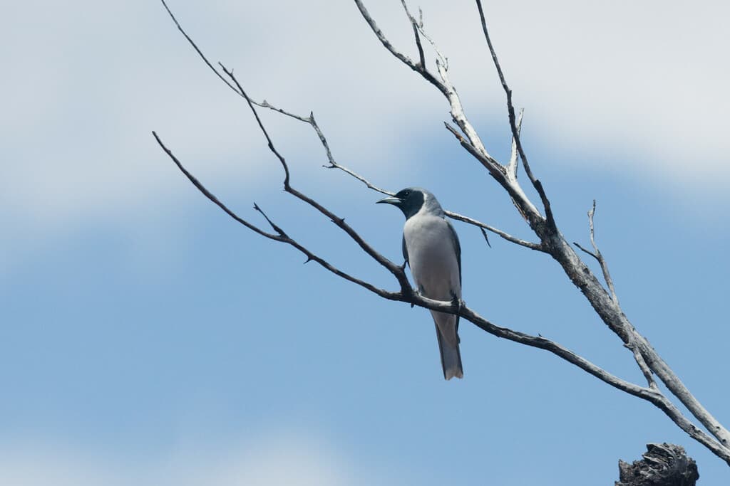 Masked Woodswallow