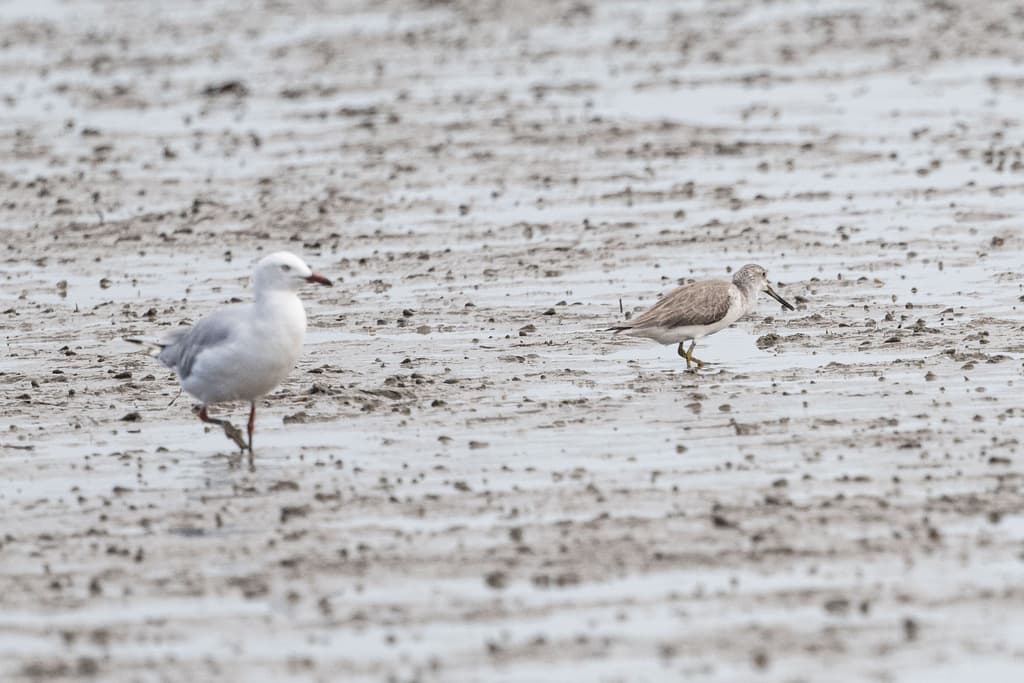 Nordmann's Greenshank