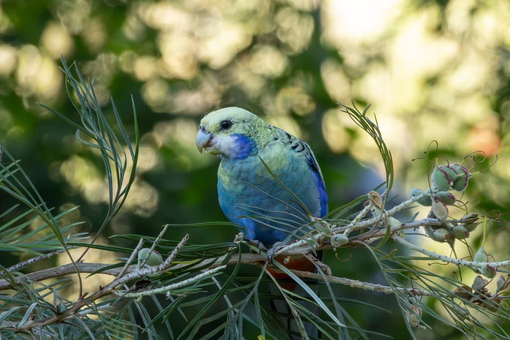 Pale-headed Rosella