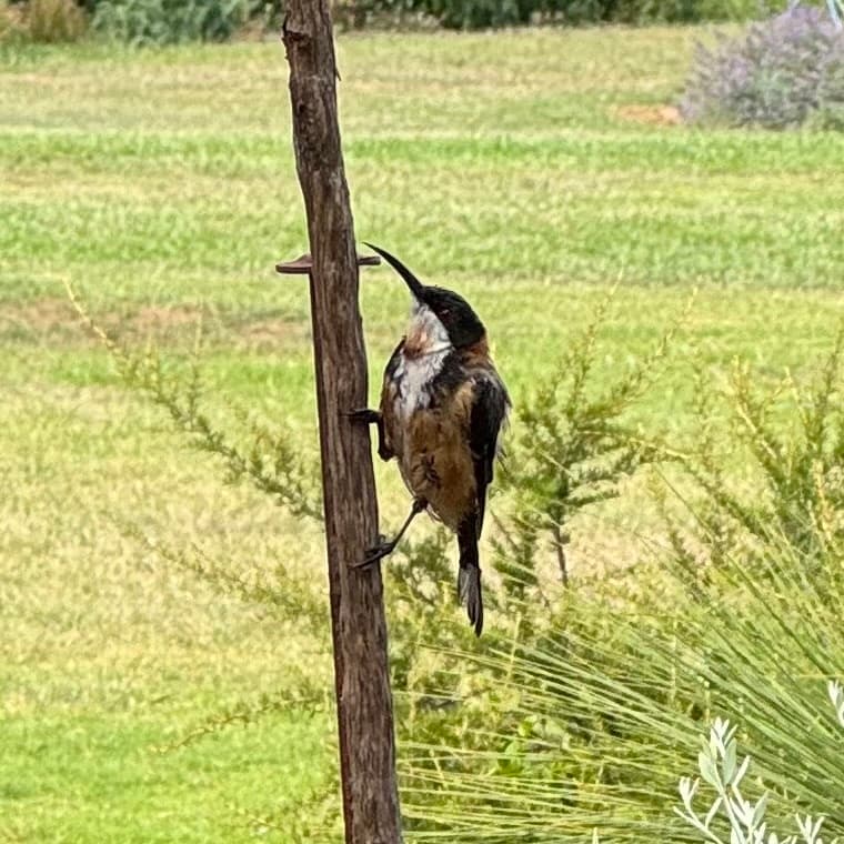 Eastern Spinebill