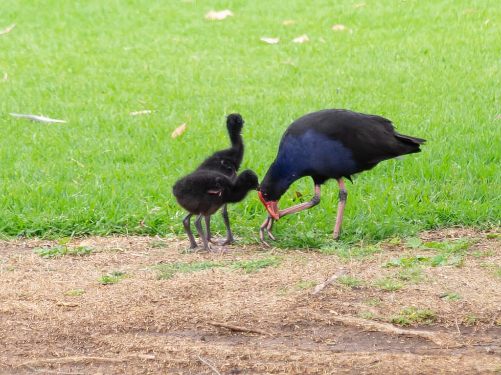 Western Swamphen