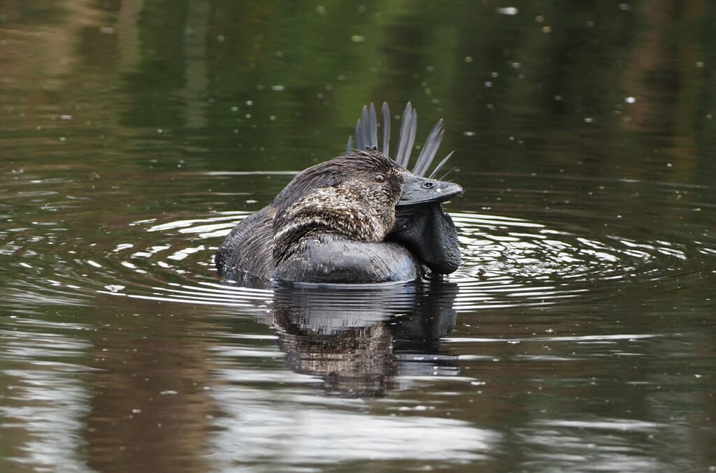 Musk Duck