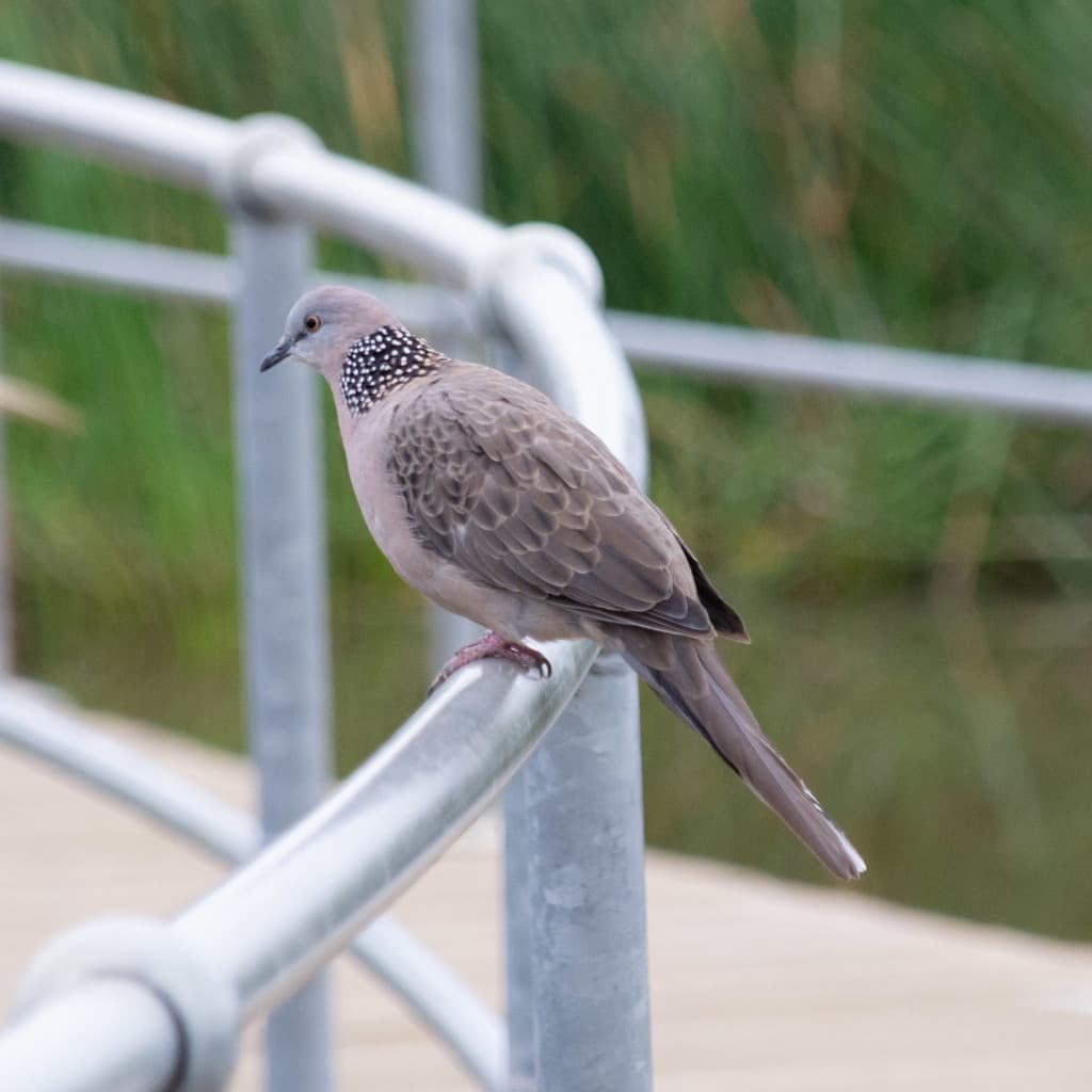 Spotted Dove