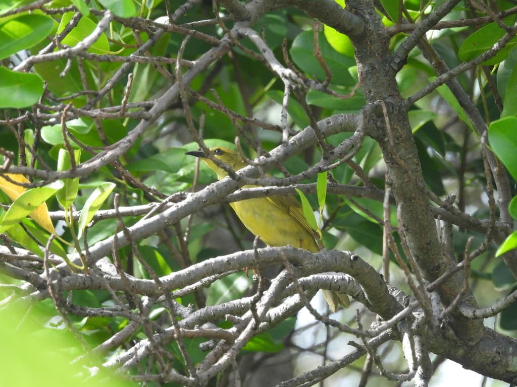 Yellow Honeyeater