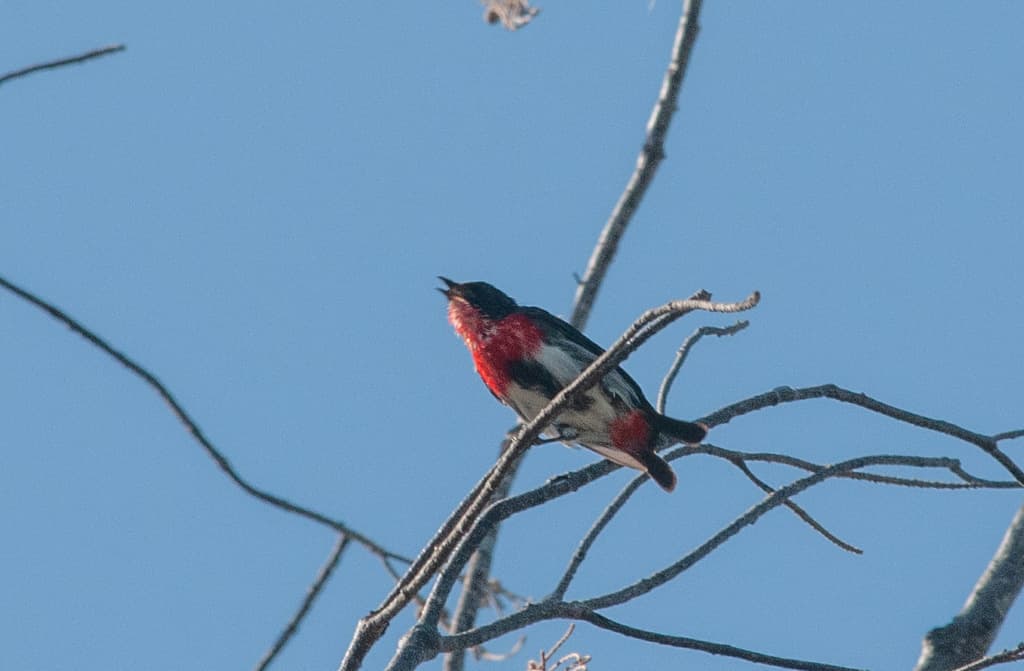 Mistletoebird