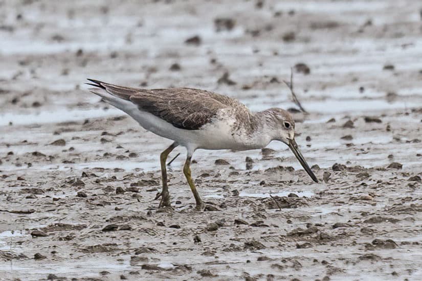 Nordmann's Greenshank