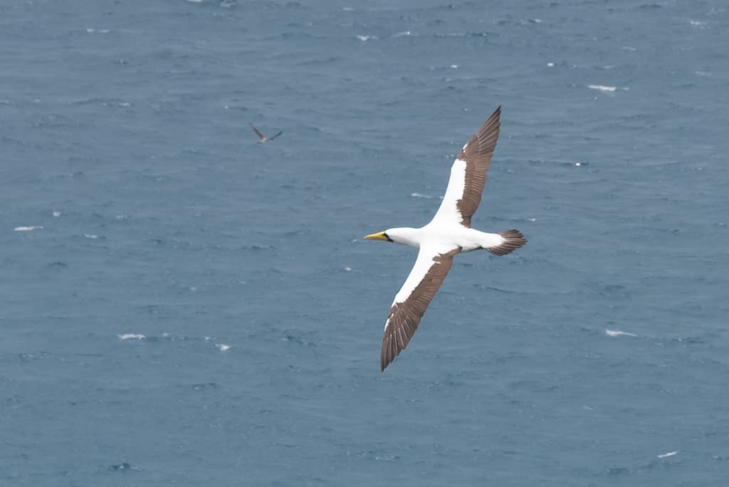 Masked Booby