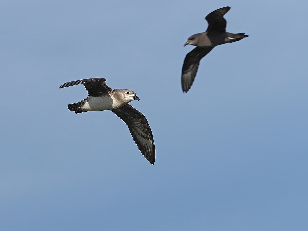 Kermadec Petrel