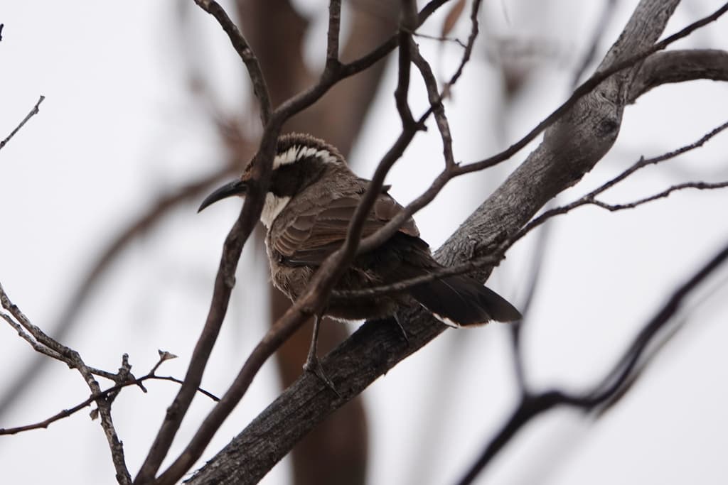 White-browed Babbler