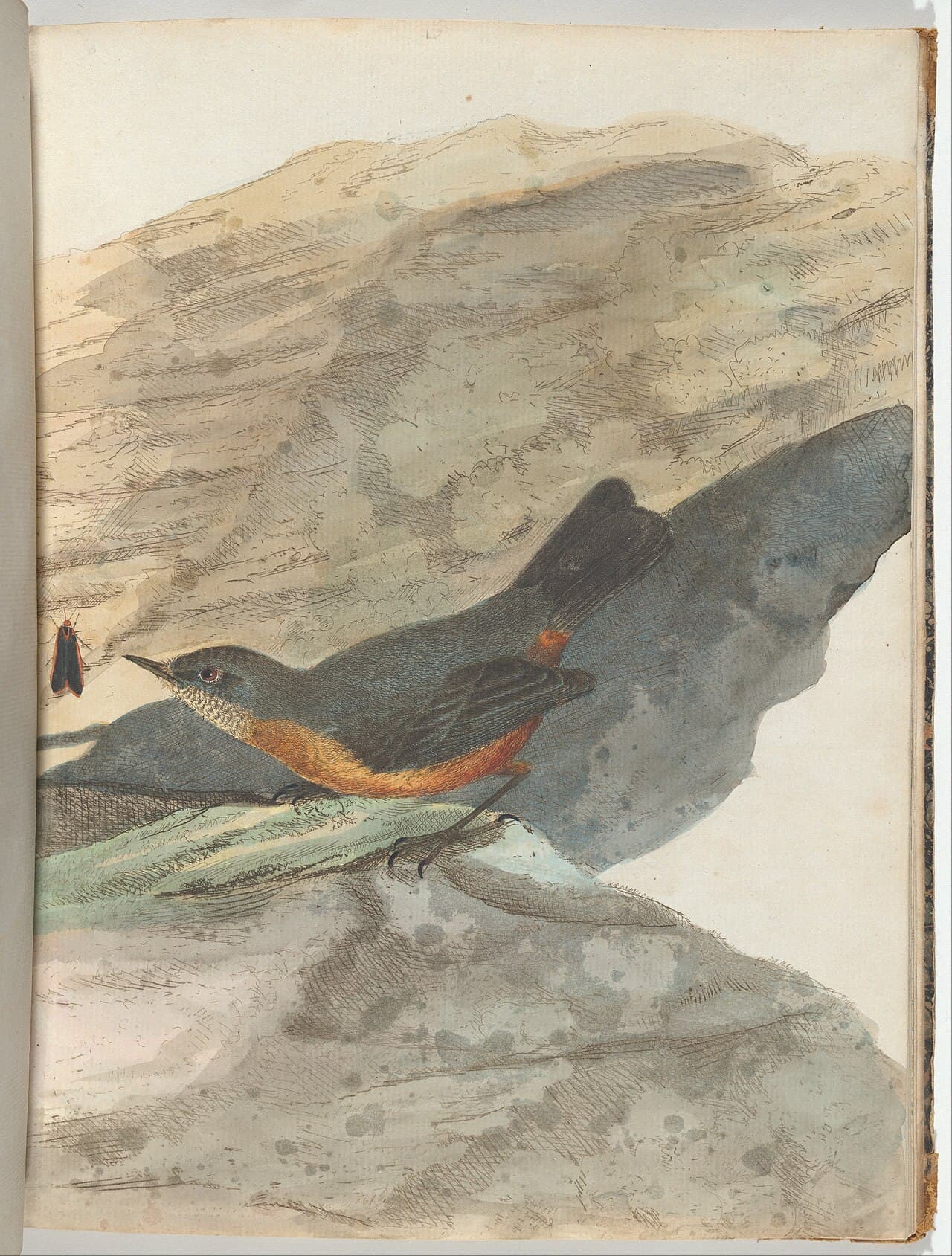 Rockwarbler
