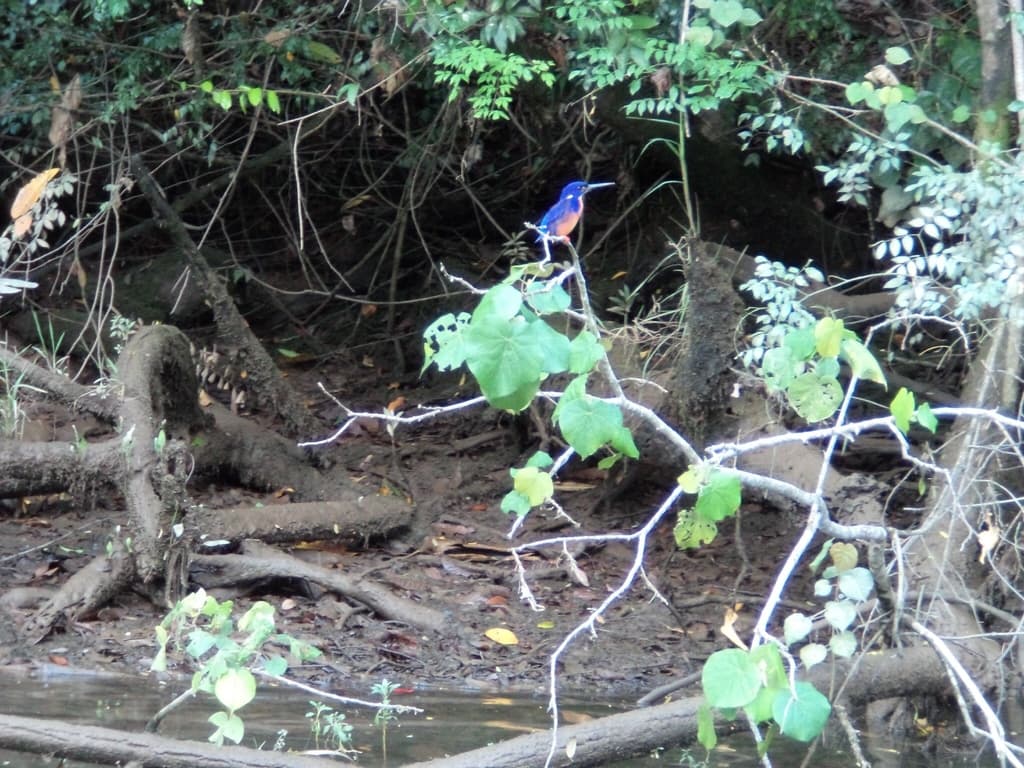 Azure Kingfisher
