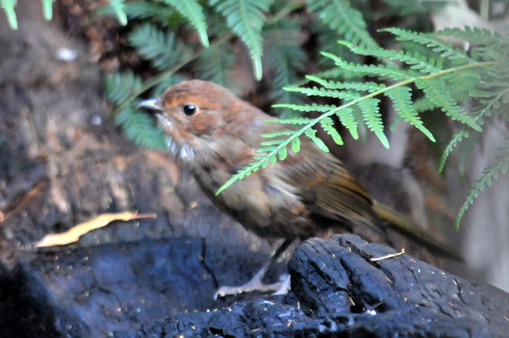 Olive Whistler