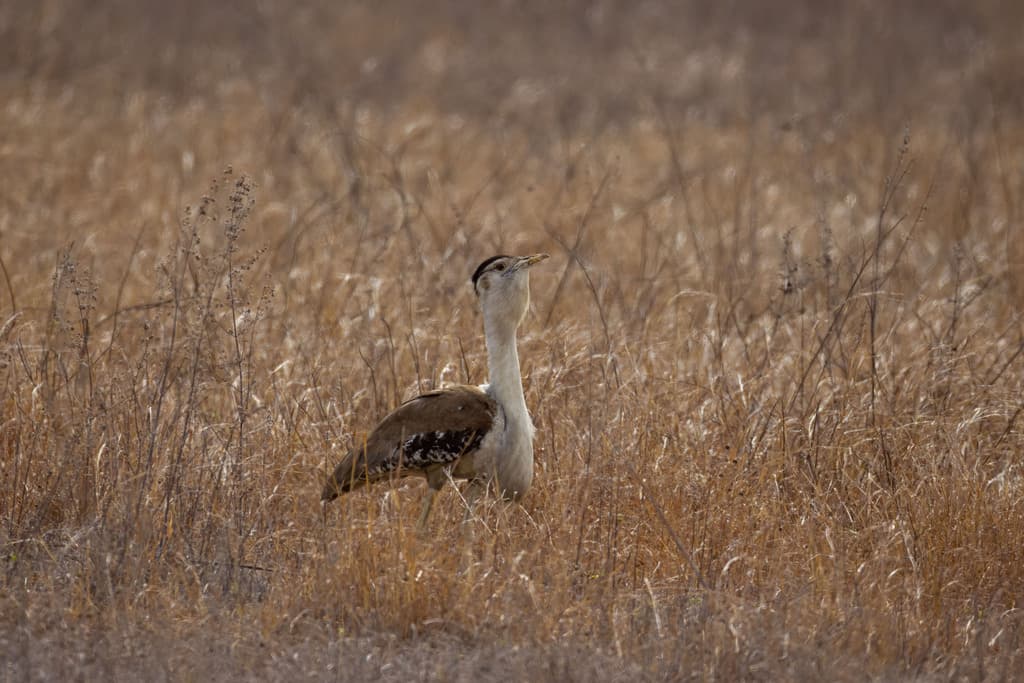 Australian Bustard